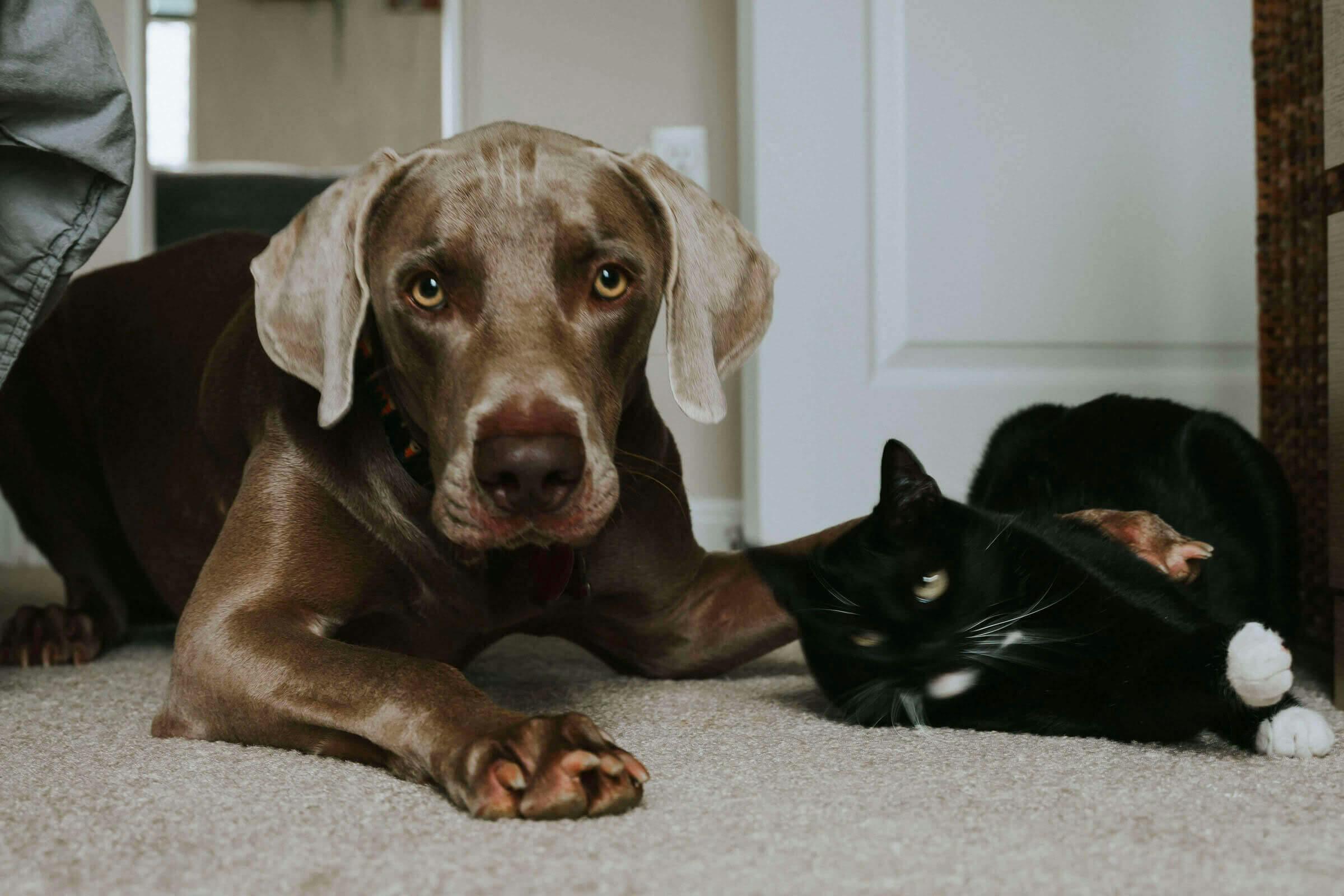 Un chien à côté d'un chat