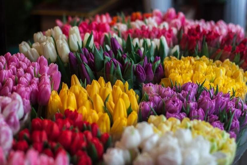 Article illustation : Profitez de la fête des grands-mères pour leur offrir des fleurs