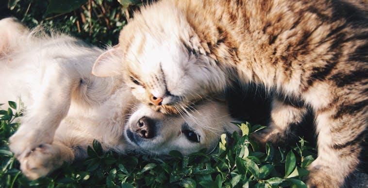 Article illustation : Crowdshipping laat petfood-handelaars snel meesurfen op de huisdierenvibe
